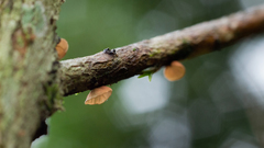 Marasmius tenuissimus