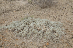 Krascheninnikovia lanata