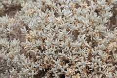 Krascheninnikovia lanata