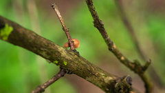 Marasmius tenuissimus