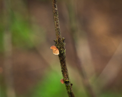 Marasmius tenuissimus