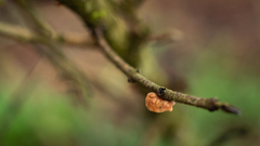 Marasmius tenuissimus