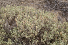 Krascheninnikovia lanata