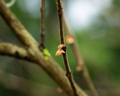 Marasmius tenuissimus
