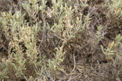 Krascheninnikovia lanata