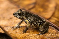 Eleutherodactylus nitidus