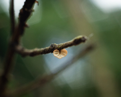 Marasmius tenuissimus
