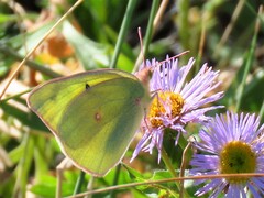 Colias alexandra