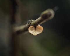 Marasmius tenuissimus