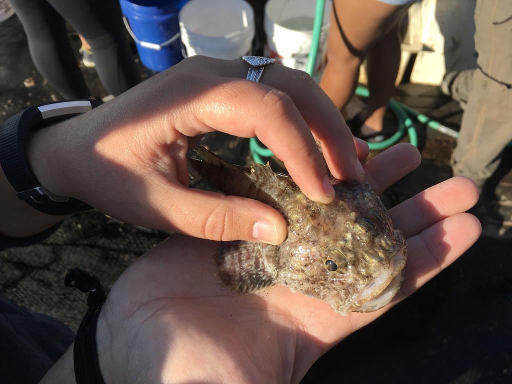 spinyhead sculpin