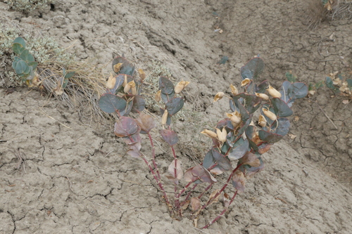 Image of Milkweed Milkvetch by (c) Reid Hardin, some rights reserved (CC BY)