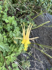 Aquilegia pubescens