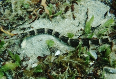 Syngnathus louisianae