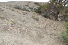 Astragalus asclepiadoides