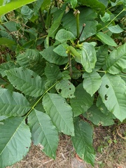 Acanthoscelidius acephalus