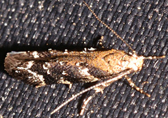 Coleotechnites martini