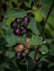 Amelanchier × lamarckii