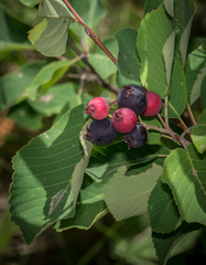 Amelanchier × lamarckii
