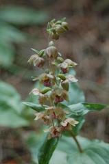 Epipactis helleborine tremolsii