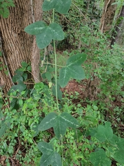 Passiflora lutea