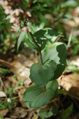 Epipactis helleborine tremolsii
