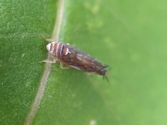 Scaphoideus titanus