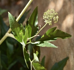 Angelica scabrida