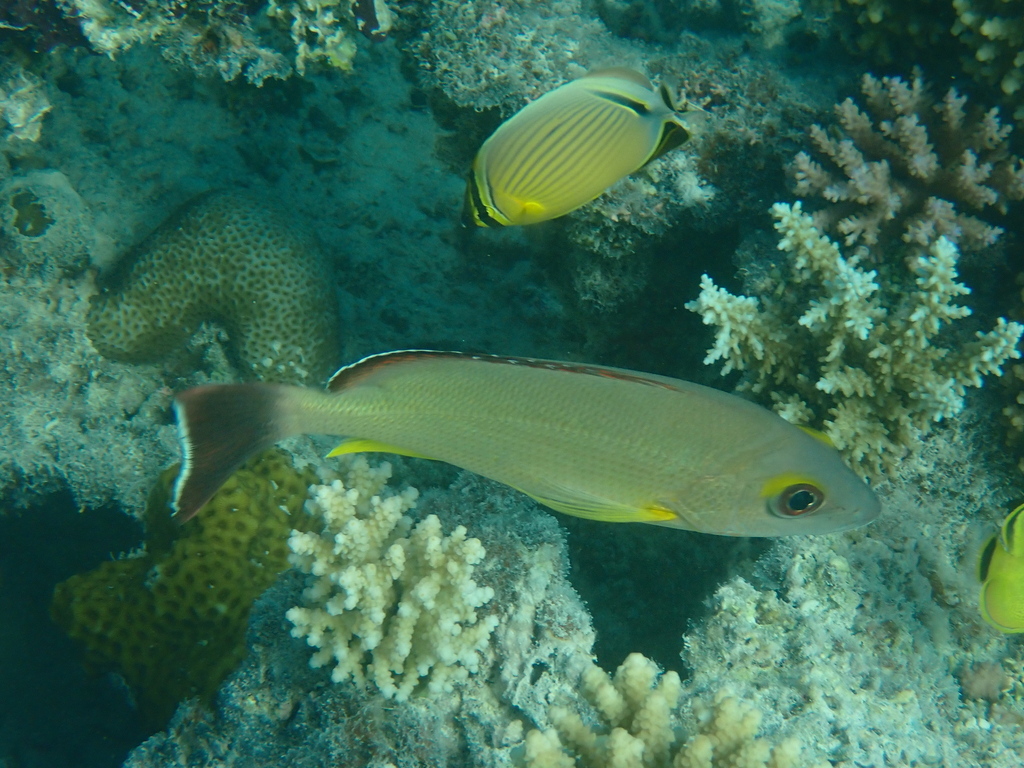 Blacktail Snapper
