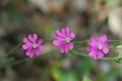 Silene scabriflora