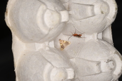 Rehimena phrynealis