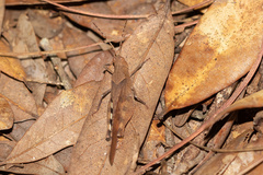 Spharagemon crepitans