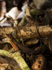 Anolis barkeri