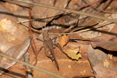 Spharagemon crepitans