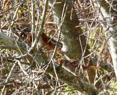 Synallaxis frontalis