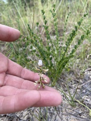 Astragalus obcordatus