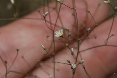 Eriogonum gordonii