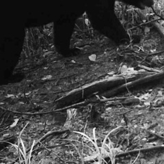 Ursus thibetanus japonicus