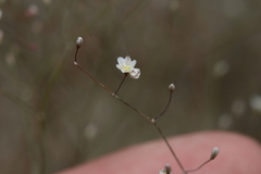 Eriogonum gordonii