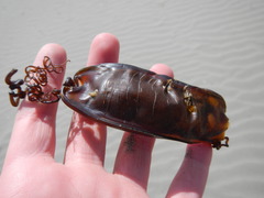 Scyliorhinus stellaris