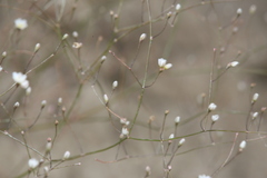 Eriogonum gordonii