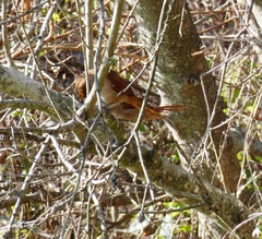 Synallaxis frontalis