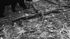 Ursus thibetanus japonicus