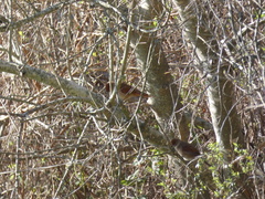 Synallaxis frontalis