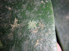 Pilocarpaceae