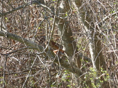 Synallaxis frontalis