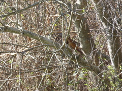 Synallaxis frontalis