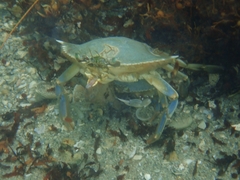 Callinectes ornatus