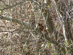 Synallaxis frontalis