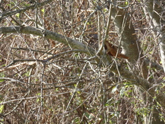 Synallaxis frontalis