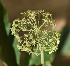 Angelica scabrida